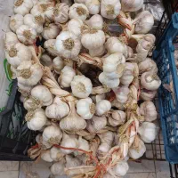 سیر محلی تولمات صومعه سرا