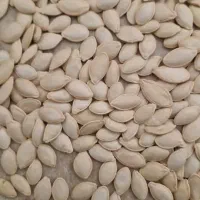 فروش تخمه کدو