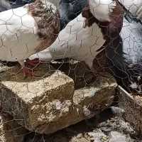 نروماده طوقی کلاهی  نر سرخ ماده سور معاوضه با سبز|پرنده|ریگان, |دیوار