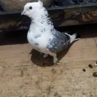 یک عدد کبوتر نر تکپر مست