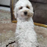 پودل نر اصیل