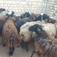 20 راس گوسفند چاق چاق  گوشت خالی برای قصاب