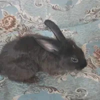خرگوش