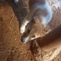 توله نر|سگ|سیلوانه, |دیوار