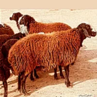 عقیقه عروسی زنده تولد بیمارستان گوسفند قربانی حجاج