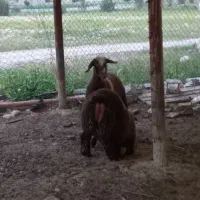 بره نر دو رگ ترکی افشاری