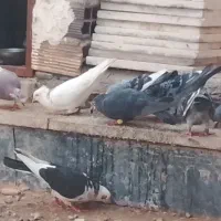 کبوتر معامله با مرغ یا جوجه