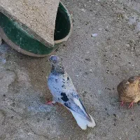 کوهی دم سفید ماده|پرنده|اهواز, ۳۰ متری|دیوار