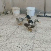 اردک جوان