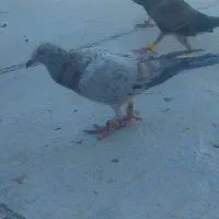 کبودهفت رنگ