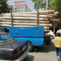 چوب قلمه سویید همه چی|خدمات باغبانی و درختکاری|مشگین شهر, |دیوار