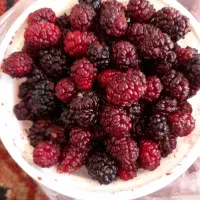 شاه توت درجه یک