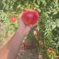 فروش انار دانه مشکی بدونه هسته واندرفول