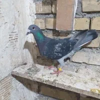 پلاکی عراق