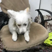 واگزاری پامر اشپیدز