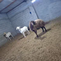 دو عدد بزغاله سانن فروش فوری  ویک میش جوان گله گرد|حیوانات مزرعه|تربت جام, جلگه موسی آباد|دیوار