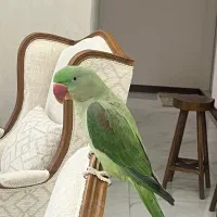 شاه طوطی ۶ ماهه نر (برگه تعیین جنسین)کاملا دستی