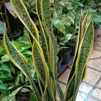 پتوس|گل و گیاه طبیعی|شیراز, پشم شیشه|دیوار