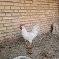 مرغ خروس فروشی