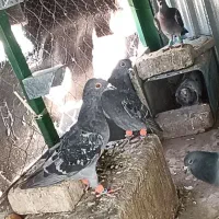جوجه پلاکی