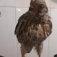 مجسمه.|مجسمه، تندیس، ماکت|تهران, باغ فیض|دیوار