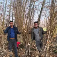 نهال هلو  زردآلو بادام آذر پنجاه پسته آلوچه گردو