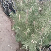 نهال گلدانی