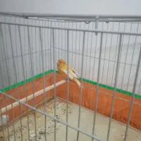 ماده قناری مست|پرنده|کرمان, |دیوار