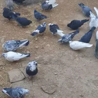 یه گنجه کبوتر پرشی ۵۵یا ۶۰ تایی|پرنده|بوکان, |دیوار