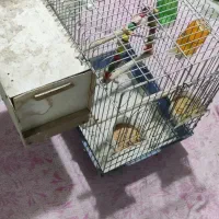 قفس پرنده سالم وبا همه امکانات
