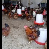 خروس عروس هلندی مرغ عشق