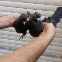 کبوتر زاغ ابادانی