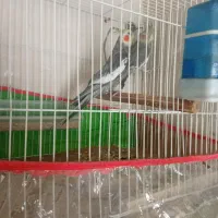 عروس هلندی|پرنده|قوچان, |دیوار