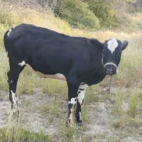 گوساله نر چاق و سرحال