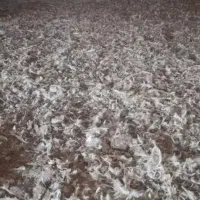 کود مرغ گوشتی خشک خشک بدون ذره ای خاک