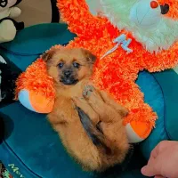 پامر روباهی عروسکی|سگ|رشت, دیانتی|دیوار