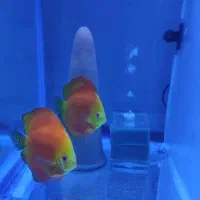 دیسکس مولد|ماهی|ری, شهید غیوری (ابن باویه)|دیوار