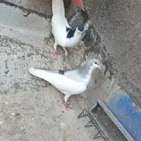 کبوتر رنگی|پرنده|بوئین زهرا, |دیوار