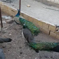 طاووس هندی ومصری فروشی