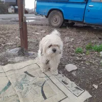 واگذاری سگ شیتزو فقط ۲تومن