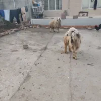 دوتا میش گوشتی درجه یک پرواز باب قصابی|حیوانات مزرعه|زاگرس, |دیوار