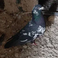 کبوتر|پرنده|زابل, |دیوار