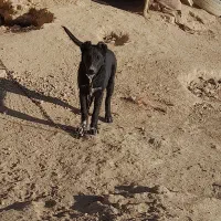 سگ لاسه بدرد بخور|سگ|گلپایگان, |دیوار