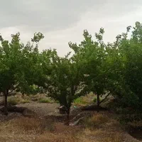 باغستان ثامن(چاهشک)