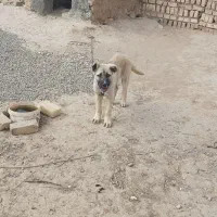 سگ خراسانی نر