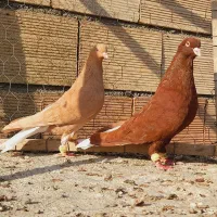 نروماده سرخ دم سفید زرد دم سفید اس اس|پرنده|مشهد, انقلاب|دیوار