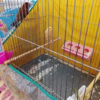 سه جفت قناری سوپر روی تخم وجوجه