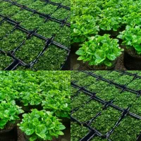 سبزه بهارنارنج پیش فروش شد