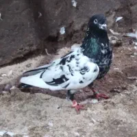 کبوتر نر خارجی اصیل