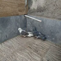 پشتدار  پرشی|پرنده|اردبیل, |دیوار